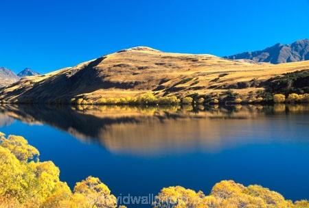 willow;tree;trees;reflection;yellow;fall;leaf;leaves;color;colors;colour;colours;wakatipu-basin;reflections;willow;willows;lakes