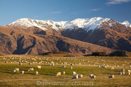 agricultural;agriculture;alp;alpine;alps;altitude;Ben-Cruachan;country;countryside;Crown-Range;Crown-Terrace;farm;farming;Farmland;farms;field;fields;high-altitude;horticulture;meadow;meadows;mount;mountain;mountain-peak;mountainous;mountains;mountainside;mt;mt.;N.Z.;New-Zealand;NZ;Otago;paddock;paddocks;pasture;pastures;peak;peaks;range;ranges;rural;S.I.;sheep;SI;snow;snow-capped;snow_capped;snowcapped;snowy;South-Is.;South-Island;southern-alps;Southern-Lakes;Southern-Lakes-District;Southern-Lakes-Region;stock;summit;summits