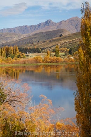 autuminal;autumn;autumn-colour;autumn-colours;autumnal;calm;color;colors;colour;colours;deciduous;fall;lake;Lake-Hayes;lakes;leaf;leaves;N.Z.;New-Zealand;NZ;Otago;placid;poplar-tree;poplar-trees;Queenstown;quiet;reflection;reflections;S.I.;season;seasonal;seasons;serene;SI;smooth;South-Is;South-Is.;South-Island;Southern-Lakes;Southern-Lakes-District;Southern-Lakes-Region;still;tranquil;tree;trees;water;willow-tree;willow-trees
