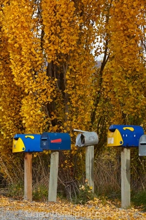 Arrowtown;autuminal;autumn;autumn-colour;autumn-colours;autumnal;color;colors;colour;colours;communication;communications;country;countryside;Crown-Range;Crown-Range-Rd;Crown-Range-Road;Crown-Terrace;deciduous;deliver;delivery;fall;gold;golden;Jeffrey-Rd;Jeffrey-Road;leaf;leaves;letter-box;letter-boxes;letter_box;letter_boxes;letterbox;letterboxes;mail-box;mail-boxes;mail_box;mail_boxes;mailbox;mailboxes;N.Z.;New-Zealand;NZ;Otago;poplar;poplar-tree;poplar-trees;poplars;post;post-box;post-boxes;post_box;post_boxes;postbox;postboxes;Queenstown;row;rural;rural-delivery;Rural-Letterboxes;season;seasonal;seasons;snail-mail;snail_mail;snailmail;South-Is;South-Island;Sth-Is;tree;trees;yellow