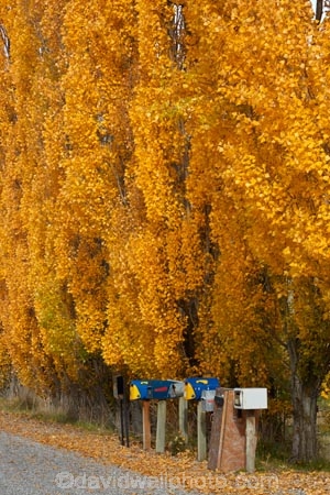 Arrowtown;autuminal;autumn;autumn-colour;autumn-colours;autumnal;color;colors;colour;colours;communication;communications;country;countryside;Crown-Range;Crown-Range-Rd;Crown-Range-Road;Crown-Terrace;deciduous;deliver;delivery;fall;gold;golden;Jeffrey-Rd;Jeffrey-Road;leaf;leaves;letter-box;letter-boxes;letter_box;letter_boxes;letterbox;letterboxes;mail-box;mail-boxes;mail_box;mail_boxes;mailbox;mailboxes;N.Z.;New-Zealand;NZ;Otago;poplar;poplar-tree;poplar-trees;poplars;post;post-box;post-boxes;post_box;post_boxes;postbox;postboxes;Queenstown;row;rural;rural-delivery;Rural-Letterboxes;season;seasonal;seasons;snail-mail;snail_mail;snailmail;South-Is;South-Island;Sth-Is;tree;trees;yellow