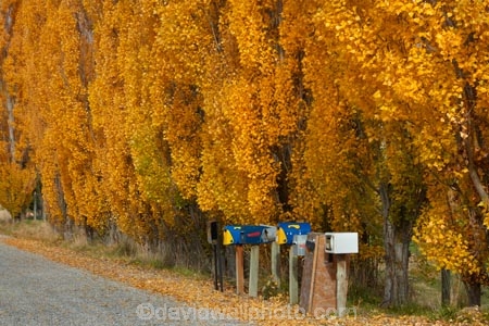 Arrowtown;autuminal;autumn;autumn-colour;autumn-colours;autumnal;color;colors;colour;colours;communication;communications;country;countryside;Crown-Range;Crown-Range-Rd;Crown-Range-Road;Crown-Terrace;deciduous;deliver;delivery;fall;gold;golden;Jeffrey-Rd;Jeffrey-Road;leaf;leaves;letter-box;letter-boxes;letter_box;letter_boxes;letterbox;letterboxes;mail-box;mail-boxes;mail_box;mail_boxes;mailbox;mailboxes;N.Z.;New-Zealand;NZ;Otago;poplar;poplar-tree;poplar-trees;poplars;post;post-box;post-boxes;post_box;post_boxes;postbox;postboxes;Queenstown;row;rural;rural-delivery;Rural-Letterboxes;season;seasonal;seasons;snail-mail;snail_mail;snailmail;South-Is;South-Island;Sth-Is;tree;trees;yellow