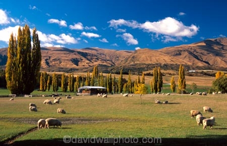 grass;green;sheep;farm;farms;farming;paddock;paddocks;field;fields;pasture;pastures;meadow;meadows;agriculture;rural;poplar;poplars;central-otago