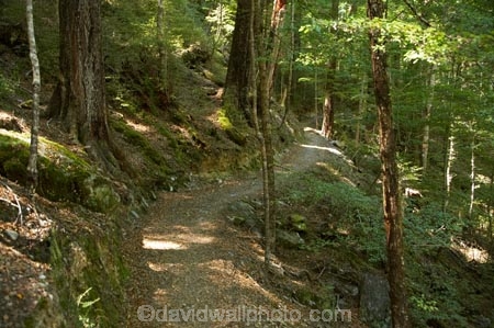 beautiful;beauty;Beech-Forest;bush;endemic;forest;forests;green;Greenstone-Track;Greenstone-Valley;hike;hiking-track;hiking-tracks;N.Z.;native;native-bush;natives;natural;nature;New-Zealand;Nothofagus;NZ;Otago;pathways;rain-forest;rain-forests;rain_forest;rain_forests;rainforest;rainforests;S.I.;scene;scenic;SI;South-Is.;South-Island;southern-beeches;subtropical-rainforest;subtropical-rainforests;Te-Ara-Roa;Te-Araroa;Te-Araroa-Pathway;Te-Araroa-Walkway;The-Long-Pathway;The-Long-Walkway;timber;tramp;tramping-track;tramping-tracks;tramping-trail;tramping-trails;tree;trees;trek;treking-track;treking-tracks;trekking-track;trekking-tracks;trekking-trail;trekking-trails;walking-track;walking-tracks;walking-trail;walking-trails;walkway;walkways;wood;woods