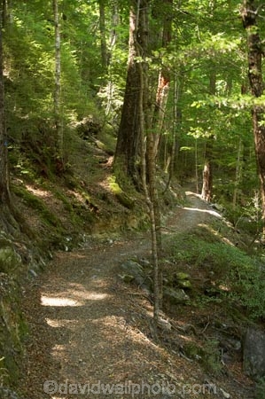 beautiful;beauty;Beech-Forest;bush;endemic;forest;forests;green;Greenstone-Track;Greenstone-Valley;hike;hiking-track;hiking-tracks;N.Z.;native;native-bush;natives;natural;nature;New-Zealand;Nothofagus;NZ;Otago;pathways;rain-forest;rain-forests;rain_forest;rain_forests;rainforest;rainforests;S.I.;scene;scenic;SI;South-Is.;South-Island;southern-beeches;subtropical-rainforest;subtropical-rainforests;Te-Ara-Roa;Te-Araroa;Te-Araroa-Pathway;Te-Araroa-Walkway;The-Long-Pathway;The-Long-Walkway;timber;tramp;tramping-track;tramping-tracks;tramping-trail;tramping-trails;tree;trees;trek;treking-track;treking-tracks;trekking-track;trekking-tracks;trekking-trail;trekking-trails;walking-track;walking-tracks;walking-trail;walking-trails;walkway;walkways;wood;woods