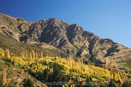 Arthurs-Point;Arthurs-Point;autuminal;autumn;autumn-colour;autumn-colours;autumnal;Central-Otago;color;colors;colour;colours;deciduous;fall;N.Z.;New-Zealand;NZ;Otago;Queenstown;S.I.;season;seasonal;seasons;SI;South-Is.;South-Island;tree;trees