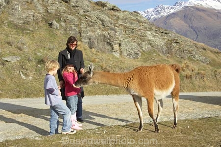 agricultural;agriculture;Animal;Animals;boy;boys;child;children;country;countryside;Deer-Park-Heights;families;family;farm;farming;farmland;farms;feeding-the-animals;feeding-the-lllama;field;fields;girl;girls;Kelvin-Heights;Lake-Wakatipu;Lama-glama;Llama;Lllamas;Mammal;Mammals;meadow;meadows;N.Z.;Nature;New-Zealand;NZ;Otago;Outdoor;Outdoors;Outside;paddock;paddocks;pasture;pastures;Queenstown;Region;rural;S.I.;SI;South-Is;South-Is.;South-Island;Southern-Lakes;Southern-Lakes-District;Southern-Lakes-Region;The-Deer-Park;Wild;Wildlife;Zoology