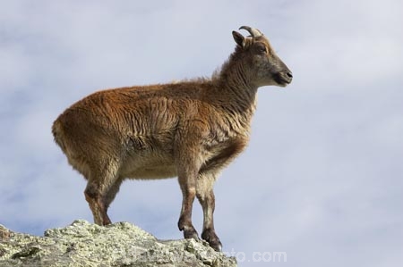 agricultural;agriculture;Animal;Animals;calm;country;countryside;Deer-Park-Heights;farm;farming;farmland;farms;field;fields;Hemitragus-jemlahicus;Hemitragus-jemlaicus;Himalayan-Tahr;Himalayan-Thar;Kelvin-Heights;Lake-Wakatipu;Mammal;Mammals;meadow;meadows;N.Z.;Nature;New-Zealand;NZ;Otago;Outdoor;Outdoors;Outside;paddock;paddocks;pasture;pastures;placid;Queenstown;quiet;reflection;reflections;Region;rural;S.I.;serene;SI;smooth;South-Is;South-Is.;South-Island;Southern-Lakes;Southern-Lakes-District;Southern-Lakes-Region;still;Tahr;Tahrs;Thar;Thars;The-Deer-Park;tranquil;ungulate;ungulates;water;Wild;Wildlife;Zoology