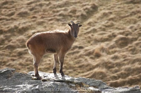 agricultural;agriculture;Animal;Animals;calm;country;countryside;Deer-Park-Heights;farm;farming;farmland;farms;field;fields;Hemitragus-jemlahicus;Hemitragus-jemlaicus;Himalayan-Tahr;Himalayan-Thar;Kelvin-Heights;Lake-Wakatipu;Mammal;Mammals;meadow;meadows;N.Z.;Nature;New-Zealand;NZ;Otago;Outdoor;Outdoors;Outside;paddock;paddocks;pasture;pastures;placid;Queenstown;quiet;reflection;reflections;Region;rural;S.I.;serene;SI;smooth;South-Is;South-Is.;South-Island;Southern-Lakes;Southern-Lakes-District;Southern-Lakes-Region;still;Tahr;Tahrs;Thar;Thars;The-Deer-Park;tranquil;ungulate;ungulates;water;Wild;Wildlife;Zoology