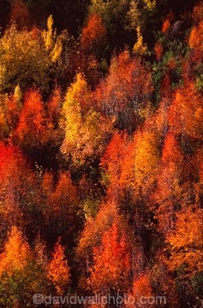 autumn;color;colors;colour;colours;fall;leaf;leaves;orange;tree;yellow