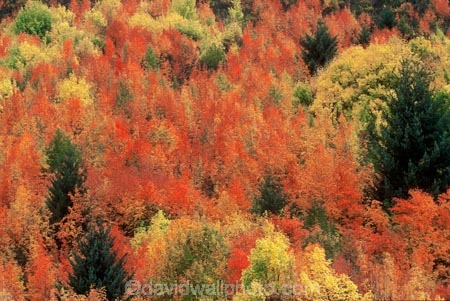 autumn;color;colors;colour;colours;fall;green;leaf;leaves;orange;tree;yellow
