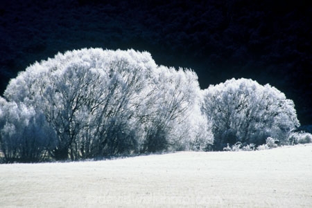 cold;color;colors;colour;colours;freeze;freezing;frost;frosty;frozen;ice;tree;white;willows;winter