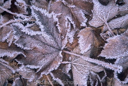 cold;frost;frosted;frosty;hoar;ice;icy;leaves;winter