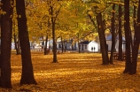 cottage;cottages;fall;historic;historical;leaf;leaves;tree;trees;yellow