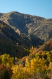 Arrow-Gorge;Arrowtown;Arrowtown-Hill;autuminal;autumn;autumn-colour;autumn-colours;autumnal;Central-Otago;color;colors;colour;deciduous;fall;gold;golden;larch;leaf;leaves;mountain-ash;N.Z.;near-Queenstown;New-Zealand;NZ;orange;orange-mountain-ash;Otago;pines;Queenstown;rowan;rowan-tree;rowan-trees;S.I.;season;seasonal;seasons;SI;sorbus;Sorbus-aucaparia;South-Is;South-Is.;South-Island;Southern-Lakes;Southern-Lakes-District;Southern-Lakes-Region;Sth-Is;tree;trees;yellow