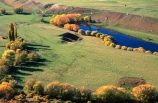 grass;green;farm;farms;farming;paddock;paddocks;field;fields;pasture;pastures;meadow;meadows;agriculture;rural;poplar;poplars;central-otago;river;autumn-colour