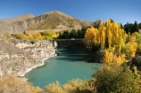 Autumn;bridge;bridges;central-otago;color;colour;fall;gold;golden;Kawarau-Gorge;Kawarau-River;New-Zealand;poplar;poplars;Queenstown-Road;river;rivers;season;seasonal;seasons;South-Island;tree;trees;valley;valleys;victoria-bridge;willow;willows;yellow