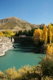 Autumn;bridge;bridges;central-otago;color;colour;fall;gold;golden;Kawarau-Gorge;Kawarau-River;New-Zealand;poplar;poplars;Queenstown-Road;river;rivers;season;seasonal;seasons;South-Island;tree;trees;valley;valleys;victoria-bridge;willow;willows;yellow