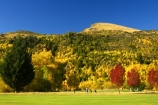 Arrowtown;autuminal;autumn;autumnal;bunker;bunkers;central-otago;color;colors;colour;colours;conifer;conifers;deciduous;fairway;fairways;fall;gold;golden;golf-course;golf-courses;golf-link;golf-links;green;greens;larch;leaf;leaves;mountain-ash;New-Zealand;orange;orange-mountain-ash;Queenstown;rowan;sorbus;south-island;tree;trees;yellow