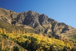 Arthurs-Point;Arthurs-Point;autuminal;autumn;autumn-colour;autumn-colours;autumnal;Central-Otago;color;colors;colour;colours;deciduous;fall;N.Z.;New-Zealand;NZ;Otago;Queenstown;S.I.;season;seasonal;seasons;SI;South-Is.;South-Island;tree;trees