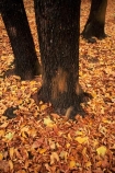 bark;fall;falling;golden;leaf;leaves;tree;trees;trunk;yellow