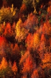 autumn;color;colors;colour;colours;fall;leaf;leaves;orange;tree;yellow