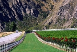 bluffs;central-otago-vineyards;cliff;cliffs;crop;crops;cultivation;farm;farming;farms;field;fields;grape;grapes;grapevine;horticulture;red-roses;road;roads;rose;rural;vine;vines;vineyard;vineyards;vintage;wine;wineries;winery;wines