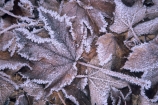 cold;frost;frosted;frosty;hoar;ice;icy;leaves;winter