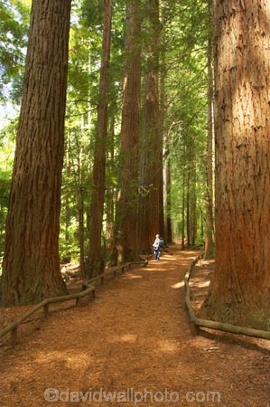 bay-of-plenty;beautiful;beauty;bush;conifer;conifers;footpath;footpaths;forest;forests;hiker;hikers;New-Zealand;north-is.;north-island;path;paths;peaceful;recreation;redwood;redwoods;rotorua;scene;scenic;serene;timber;tourism;tourist;tourists;track;tracks;tree;tree-trunk;tree-trunks;trees;trunk;trunks;walker;walkers;walking-track;walking-tracks;wood;woods