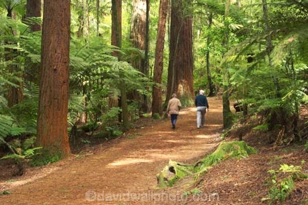 bay-of-plenty;beautiful;beauty;bush;conifer;conifers;footpath;footpaths;forest;forests;hiker;hikers;New-Zealand;north-is.;north-island;path;paths;peaceful;recreation;redwood;redwoods;rotorua;scene;scenic;serene;timber;tourism;tourist;tourists;track;tracks;tree;tree-trunk;tree-trunks;trees;trunk;trunks;walker;walkers;walking-track;walking-tracks;wood;woods