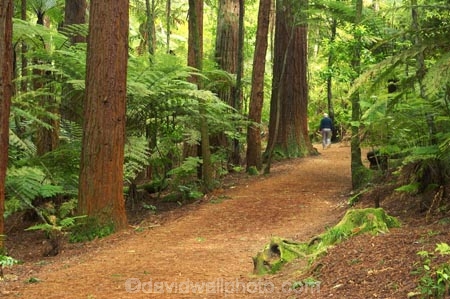 bay-of-plenty;beautiful;beauty;bush;conifer;conifers;footpath;footpaths;forest;forests;New-Zealand;north-is.;north-island;path;paths;peaceful;redwood;redwoods;rotorua;scene;scenic;serene;timber;track;tracks;tree;tree-trunk;tree-trunks;trees;trunk;trunks;walking-track;walking-tracks;wood;woods