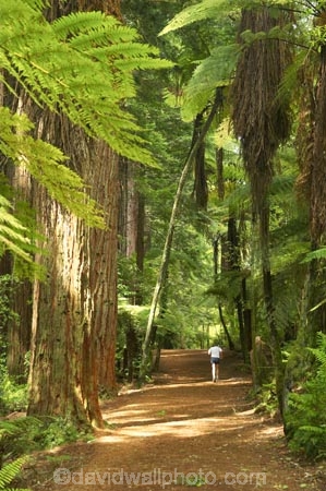 bay-of-plenty;beautiful;beauty;bush;conifer;conifers;footpath;footpaths;forest;forests;hiker;hikers;New-Zealand;north-is.;north-island;path;paths;peaceful;recreation;redwood;redwoods;rotorua;scene;scenic;serene;timber;tourism;tourist;tourists;track;tracks;tree;tree-trunk;tree-trunks;trees;trunk;trunks;walker;walkers;walking-track;walking-tracks;wood;woods