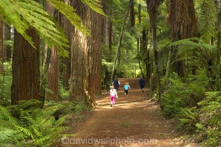 bay-of-plenty;beautiful;beauty;bush;conifer;conifers;footpath;footpaths;forest;forests;hiker;hikers;New-Zealand;north-is.;north-island;path;paths;peaceful;recreation;redwood;redwoods;rotorua;scene;scenic;serene;timber;tourism;tourist;tourists;track;tracks;tree;tree-trunk;tree-trunks;trees;trunk;trunks;walker;walkers;walking-track;walking-tracks;wood;woods