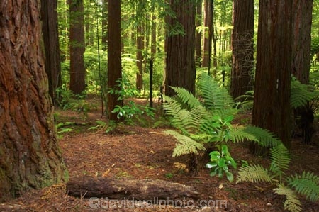 bay-of-plenty;beautiful;beauty;bush;conifer;conifers;footpath;footpaths;forest;forests;New-Zealand;north-is.;north-island;path;paths;peaceful;redwood;redwoods;rotorua;scene;scenic;serene;timber;track;tracks;tree;tree-trunk;tree-trunks;trees;trunk;trunks;walking-track;walking-tracks;wood;woods