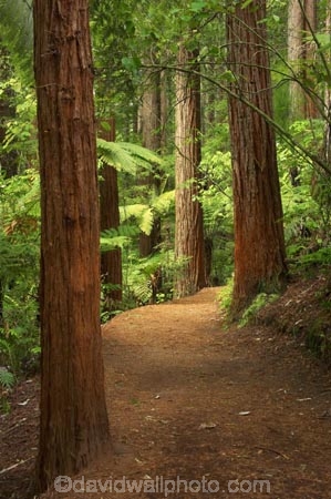 bay-of-plenty;beautiful;beauty;bush;conifer;conifers;footpath;footpaths;forest;forests;New-Zealand;north-is.;north-island;path;paths;peaceful;redwood;redwoods;rotorua;scene;scenic;serene;timber;track;tracks;tree;tree-trunk;tree-trunks;trees;trunk;trunks;walking-track;walking-tracks;wood;woods