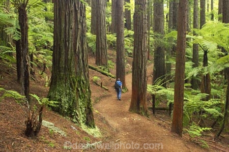 bay-of-plenty;beautiful;beauty;bush;conifer;conifers;footpath;footpaths;forest;forests;hiker;hikers;New-Zealand;north-is.;north-island;path;paths;peaceful;recreation;redwood;redwoods;rotorua;scene;scenic;serene;timber;tourism;tourist;tourists;track;tracks;tree;tree-trunk;tree-trunks;trees;trunk;trunks;walker;walkers;walking-track;walking-tracks;wood;woods