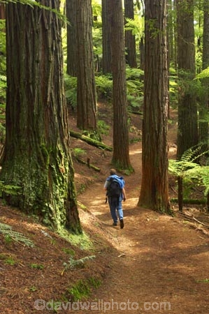 bay-of-plenty;beautiful;beauty;bush;conifer;conifers;footpath;footpaths;forest;forests;hiker;hikers;New-Zealand;north-is.;north-island;path;paths;peaceful;recreation;redwood;redwoods;rotorua;scene;scenic;serene;timber;tourism;tourist;tourists;track;tracks;tree;tree-trunk;tree-trunks;trees;trunk;trunks;walker;walkers;walking-track;walking-tracks;wood;woods