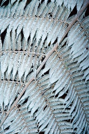 cyathea;cyathea-dealbata;cyatheaceae;emblem;fern;ferns;frond;fronds;grey;icon;icons;logo;N.I.;N.Z.;native;nature;New-Zealand;NI;North-Island;NZ;plant;plants;ponga;pongas;punga;pungas;silver-fern;symbol;symbols;tree-fern;tree-ferns;white