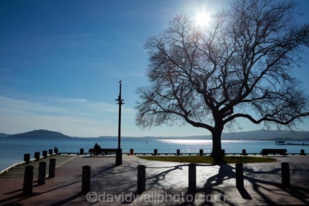 Bay-of-Plenty-Region;lake;Lake-Rotorua;lakes;N.I.;N.Z.;New-Zealand;NI;North-Is;North-Island;Nth-Is;NZ;park-bench;park-benches;Rotorua;shadow;shadows;silhouette;tree;trees