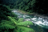 fern;black-tree-fern;mamaku;stream;streams;river;rivers;bush;native-bush;forest;rapids;fronds