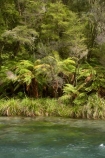 beautiful;beauty;bush;clean-water;clear-water;cyathea;Eastern-Bay-of-Plenty;endemic;fern;ferns;forest;forests;frond;fronds;green;Kawerau;Lake-Tarawera-Scenic-Reserve;N.I.;N.Z.;native;native-bush;natives;natural;nature;New-Zealand;NI;North-Is;North-Island;NZ;plant;plants;ponga;pongas;punga;pungas;river;rivers;scene;scenic;Tarawera-River;timber;tree;tree-fern;tree-ferns;trees;water;wood;woods