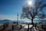Bay-of-Plenty-Region;lake;Lake-Rotorua;lakes;N.I.;N.Z.;New-Zealand;NI;North-Is;North-Island;Nth-Is;NZ;park-bench;park-benches;Rotorua;shadow;shadows;silhouette;tree;trees
