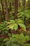 Bay-of-Plenty-Region;bush;eco_tourism;ecotourism;fern;fern-frond;fern-fronds;ferns;forest;frond;fronds;N.I.;N.Z.;native-bush;native-forest;New-Zealand;NI;North-Is;North-Island;Nth-Is;NZ;ponga;pongas;punga;pungas;redwood;Redwood-Forest;redwood-tree;redwood-trees;redwoods;Redwoods-Forest;Redwoods-Treewalk;Rotorua;The-Redwoods;tourism;tree-fern;tree-ferns;tree-trunk;tree-trunks;Treetop-walk;Treewalk;trunk;trunks;Whakarewarewa-Forest