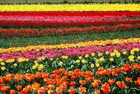 flower;flowers;garden;gardens;tulip;orange;tulips;yellow;red;fields;field;pink;green;field;rural;growing;horticulture;colour;color;colours;colors;cultivation;flora;agriculture;floral;countryside