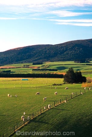 spring;grass;green;sheep;lamb;lambs;farm;farms;farming;paddock;paddocks;field;fields;pasture;pastures;meadow;meadows;agriculture;rural;plain;plains;verdant;lush;fence;fences;fenceline