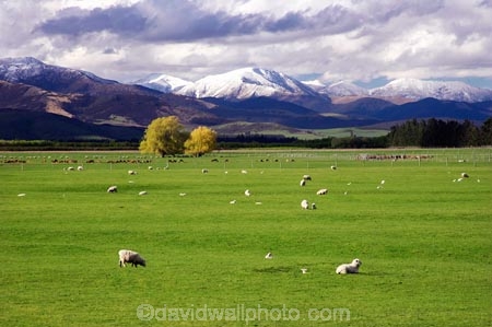 agricultural;agriculture;country;countryside;farm;farming;farmland;farms;fibre;field;fields;grass;grassy;horticulture;lamb;lambs;lush;meadow;meadows;Mossburn;mountain;mountains;New-Zealand;paddock;paddocks;pasture;pastures;rural;sheep;snow;South-Island;Southland;verdant;wool;woolly;wooly