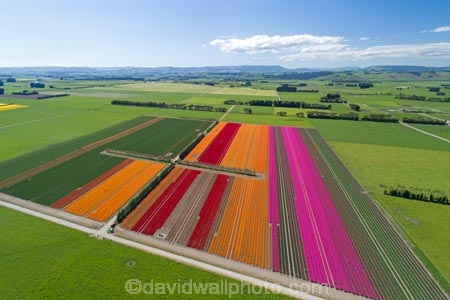 aerial;Aerial-drone;Aerial-drones;aerial-image;aerial-images;aerial-photo;aerial-photograph;aerial-photographs;aerial-photography;aerial-photos;aerial-view;aerial-views;aerials;agricultural;agriculture;bloom;blooming;blooms;color;colorful;colour;colourful;country;countryside;crop;crops;Drone;Drones;Edendale;farm;farming;farmland;farms;field;fields;floral;flower;flower-bed;flower-beds;flower-garden;flower-gardens;flowers;garden;gardens;growing;horticulture;meadow;meadows;N.Z.;New-Zealand;NZ;orange;orange-flowers;paddock;paddocks;pasture;pastures;pink;pink-flowers;Quadcopter-aerial;Quadcopters-aerials;red;red-flowers;rural;S.I.;season;seasonal;seasons;SI;South-Is;South-Island;Southland;spring;spring-time;spring_time;springtime;Triflor;tulip;tulips;U.A.V.-aerial;UAV-aerials;vibrant