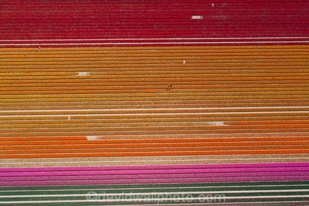 aerial;Aerial-drone;Aerial-drones;aerial-image;aerial-images;aerial-photo;aerial-photograph;aerial-photographs;aerial-photography;aerial-photos;aerial-view;aerial-views;aerials;agricultural;agriculture;bloom;blooming;blooms;color;colorful;colour;colourful;country;countryside;crop;crops;Drone;Drones;Edendale;farm;farm-worker;farm-workers;farming;farmland;farms;field;fields;floral;flower;flower-bed;flower-beds;flower-garden;flower-gardens;flowers;garden;gardens;geometric;growing;horticulture;line;lines;meadow;meadows;N.Z.;New-Zealand;NZ;orange;orange-flowers;paddock;paddocks;pasture;pastures;pattern;patterns;pink;pink-flowers;Quadcopter-aerial;Quadcopters-aerials;red;red-flowers;row;rows;rural;S.I.;season;seasonal;seasons;SI;South-Is;South-Island;Southland;spring;spring-time;spring_time;springtime;Triflor;tulip;tulips;U.A.V.-aerial;UAV-aerials;vibrant;worker