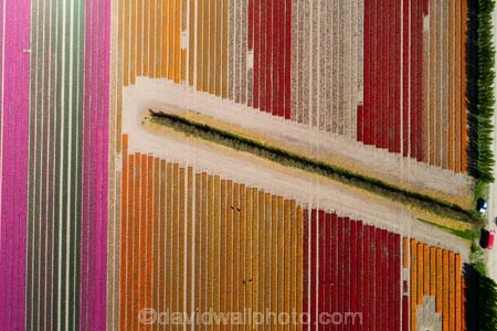 aerial;Aerial-drone;Aerial-drones;aerial-image;aerial-images;aerial-photo;aerial-photograph;aerial-photographs;aerial-photography;aerial-photos;aerial-view;aerial-views;aerials;agricultural;agriculture;bloom;blooming;blooms;color;colorful;colour;colourful;country;countryside;crop;crops;Drone;Drones;Edendale;farm;farm-worker;farm-workers;farming;farmland;farms;field;fields;floral;flower;flower-bed;flower-beds;flower-garden;flower-gardens;flowers;garden;gardens;geometric;growing;horticulture;line;lines;meadow;meadows;N.Z.;New-Zealand;NZ;orange;orange-flowers;paddock;paddocks;pasture;pastures;pattern;patterns;pink;pink-flowers;Quadcopter-aerial;Quadcopters-aerials;red;red-flowers;row;rows;rural;S.I.;season;seasonal;seasons;SI;South-Is;South-Island;Southland;spring;spring-time;spring_time;springtime;Triflor;tulip;tulips;U.A.V.-aerial;UAV-aerials;vibrant;worker