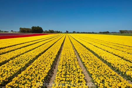 agricultural;agriculture;bloom;blooming;blooms;color;colorful;colour;colourful;country;countryside;crop;crops;Edendale;farm;farming;farmland;farms;field;fields;floral;flower;flower-bed;flower-beds;flower-garden;flower-gardens;flowers;garden;gardens;geometric;growing;horticulture;line;lines;meadow;meadows;N.Z.;New-Zealand;NZ;paddock;paddocks;pasture;pastures;pattern;patterns;row;rows;rural;S.I.;season;seasonal;seasons;SI;South-Is;South-Island;Southland;spring;spring-time;spring_time;springtime;Sth-Is;Triflor;tulip;tulip-field;tulip-fields;tulips;vibrant;yellow;yellow-flowers;yellow-tulips
